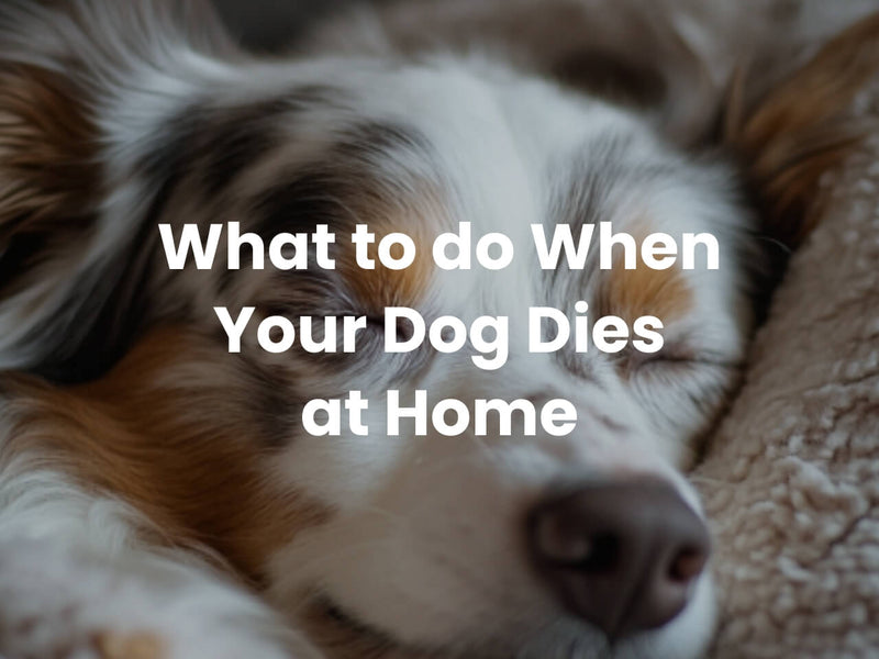 What to Do When a Dog Dies at Home