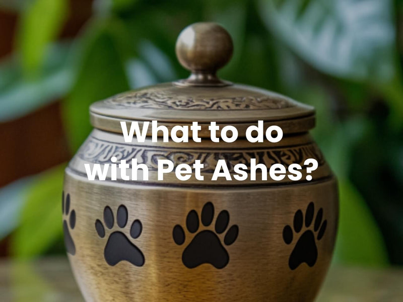 What to Do with Pet Ashes