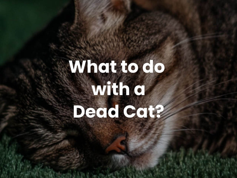 What to Do with a Dead Cat in New Zealand – A Pet Owner’s Guide